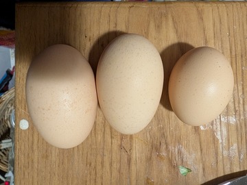 Selling with online payment: Brown eggs from small backyard flock