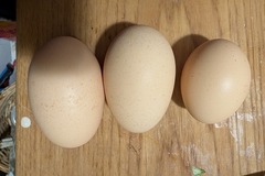 Selling with online payment: Brown eggs from small backyard flock