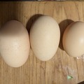 Selling with online payment: Brown eggs from small backyard flock