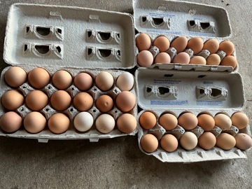 Selling with In-person Payment:  ✔️ Daily collection