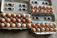 Selling with In-person Payment:  ✔️ Daily collection