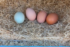 Selling with In-person Payment: Backyard Fresh