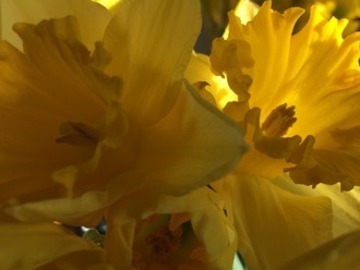 Selling: March Special - 6 card Tarot reading & bonus oracle 