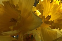 Selling: March Special - 6 card Tarot reading & bonus oracle 