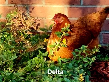 Selling with In-person Payment: FARM FRESH FREE RANGE EGGS