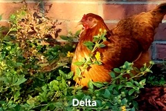 Selling with In-person Payment: FARM FRESH FREE RANGE EGGS