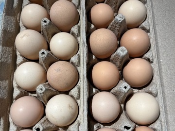 Selling with In-person Payment: Fertilized Hatching Chicken Eggs