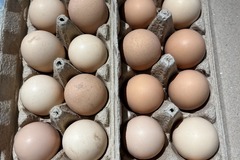 Selling with In-person Payment: Fertilized Hatching Chicken Eggs