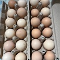 Selling with In-person Payment: Fertilized Hatching Chicken Eggs