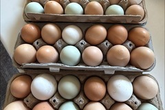 Selling with In-person Payment: Farm Fresh Eggs