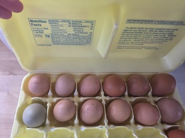 Selling with online payment: Farm Fresh Mixed Flock Eggs (Olive Egger, Americana & Golden Lace