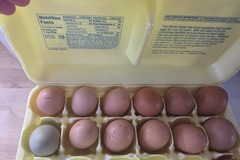 Selling with online payment: Farm Fresh Mixed Flock Eggs (Olive Egger, Americana & Golden Lace
