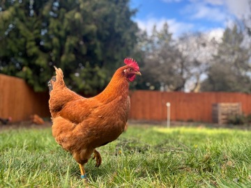 Selling with online payment: Backyard Chicken Eggs