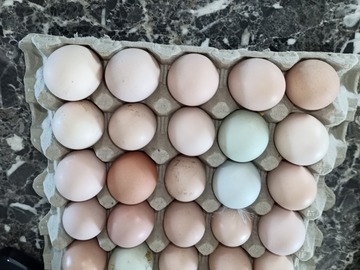 Selling with In-person Payment: Fresh eggs