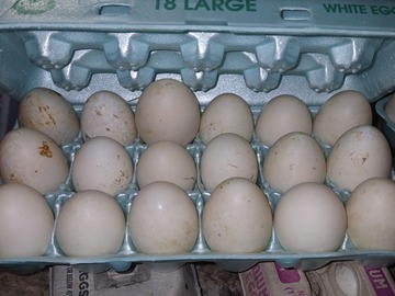 Selling with online payment: fertilized duck eggs