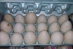 Selling with online payment: fertilized duck eggs