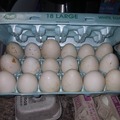 Selling with online payment: fertilized duck eggs