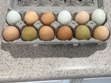 Selling with In-person Payment: Backyard eggs