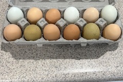Selling with In-person Payment: Backyard eggs