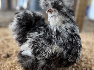 Selling with online payment: 12+ mottled silkie/satin hatching eggs 