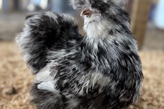 Selling with online payment: 12+ mottled silkie/satin hatching eggs 