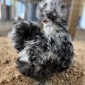 Selling with online payment: 12+ mottled silkie/satin hatching eggs 