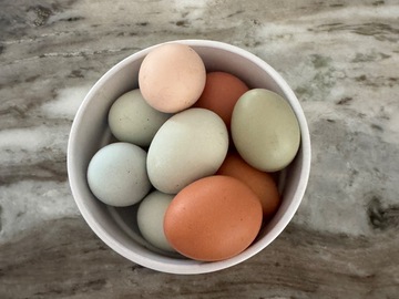 Selling with In-person Payment: Farm Fresh Easter Egger Eggs – Colorful Natural Eggs  