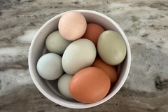 Selling with In-person Payment: Farm Fresh Easter Egger Eggs – Colorful Natural Eggs  