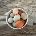 Selling with In-person Payment: Farm Fresh Easter Egger Eggs – Colorful Natural Eggs  