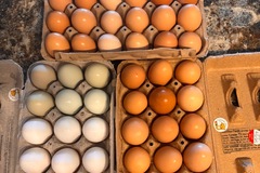 Selling with In-person Payment: Fresh Eggs$5 51st ave&West Bell Rd area 