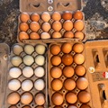 Selling with In-person Payment: Fresh Eggs$5 51st ave&West Bell Rd area 