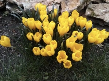 Vente: Lot de 25 bulbes de crocus d’automne jaunes 7 euros
