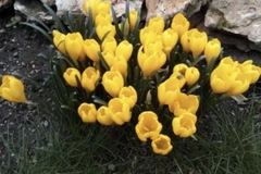 Vente: Lot de 25 bulbes de crocus d’automne jaunes 7 euros