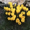 Vente: Lot de 25 bulbes de crocus d’automne jaunes 7 euros