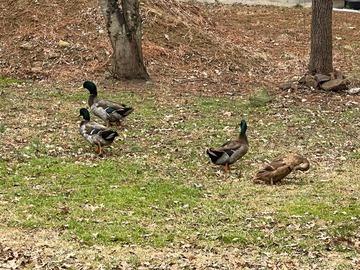 Selling with In-person Payment: Farm Fresh Duck Eggs
