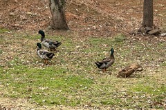 Selling with In-person Payment: Farm Fresh Duck Eggs