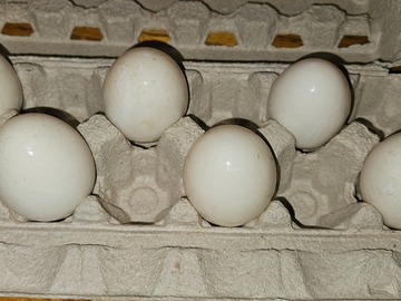 Selling with In-person Payment: Backyard raised duck eggs
