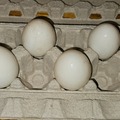 Selling with In-person Payment: Backyard raised duck eggs
