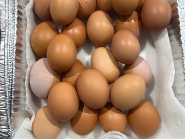 Selling with online payment: Pasture raised chicken eggs 