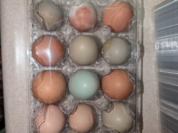 Selling with In-person Payment: Rainbow Carton Eggs