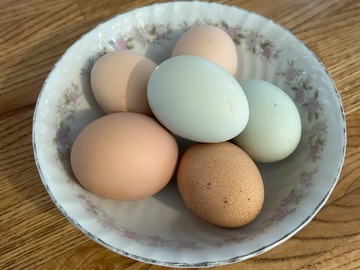 Selling with In-person Payment: Free Range Fresh Chicken Eggs Collected Daily 