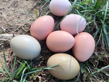 Selling with In-person Payment: Fresh Backyard Eggs for Sale - Multi Colored