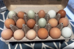 Selling with In-person Payment: Fresh multi colored eggs 