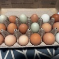 Selling with In-person Payment: Fresh multi colored eggs 