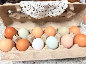 Selling with online payment: Backyard Fresh Eggs