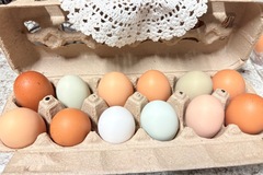 Selling with online payment: Backyard Fresh Eggs