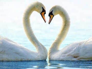 Selling: Soul mate reading-special weekend offer