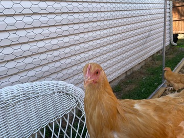 Selling with In-person Payment: Fresh Brown Eggs Hamilton for Tipton County area