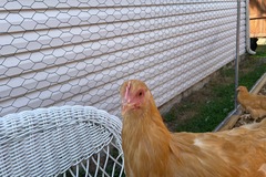 Selling with In-person Payment: Fresh Brown Eggs Hamilton for Tipton County area