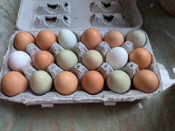 Selling with In-person Payment: Mixed chicken eggs in Haverhill 
